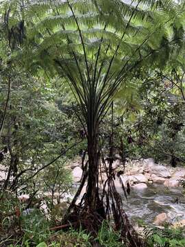 Image de Cyathea conjugata (Spruce ex Hook.) Domin