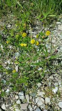 Plancia ëd Trifolium aureum Pollich