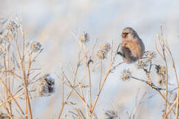 Слика од Carpodacus sibiricus (Pallas 1773)