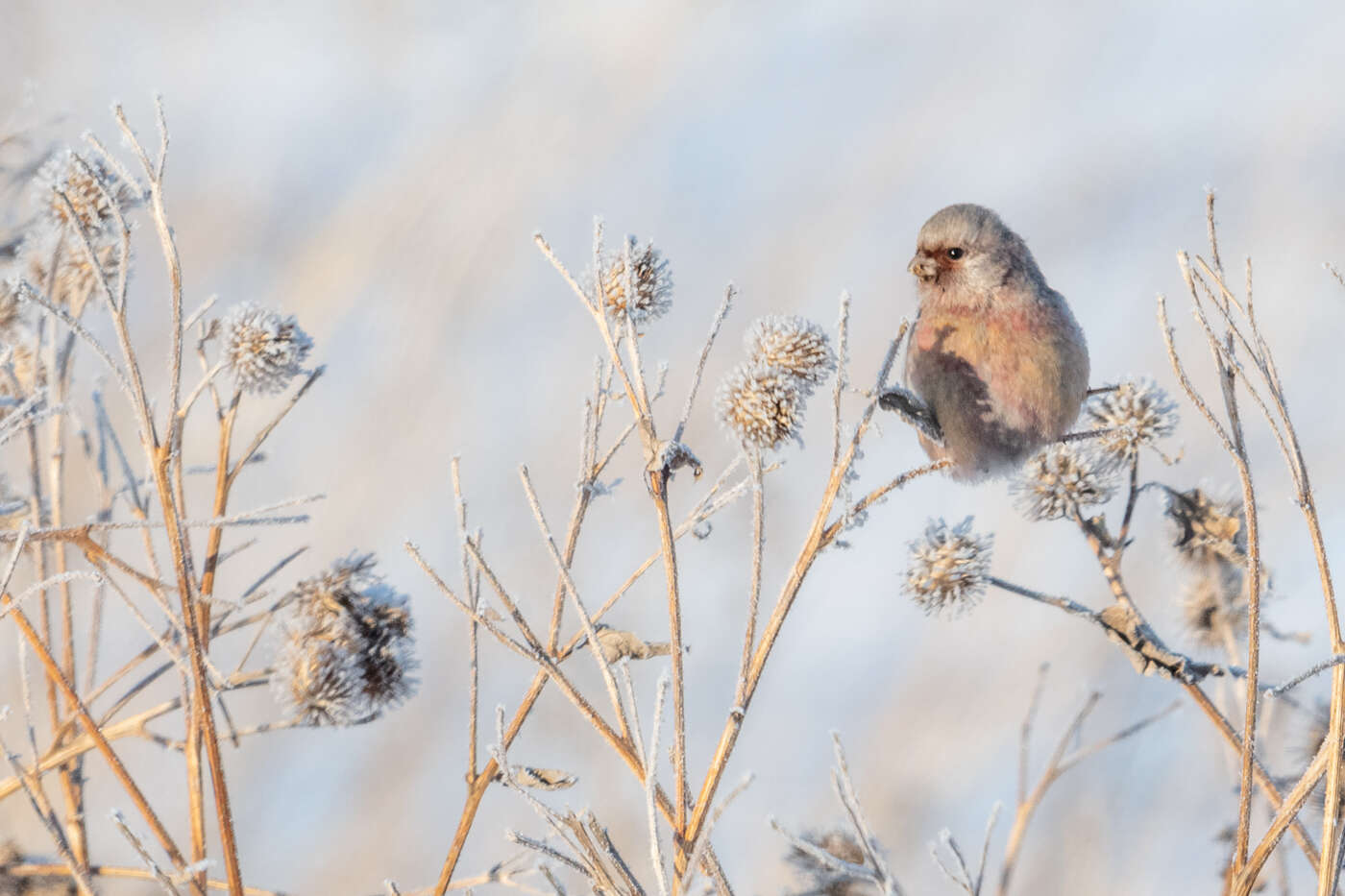 Image of Long-tailed Rosefinch