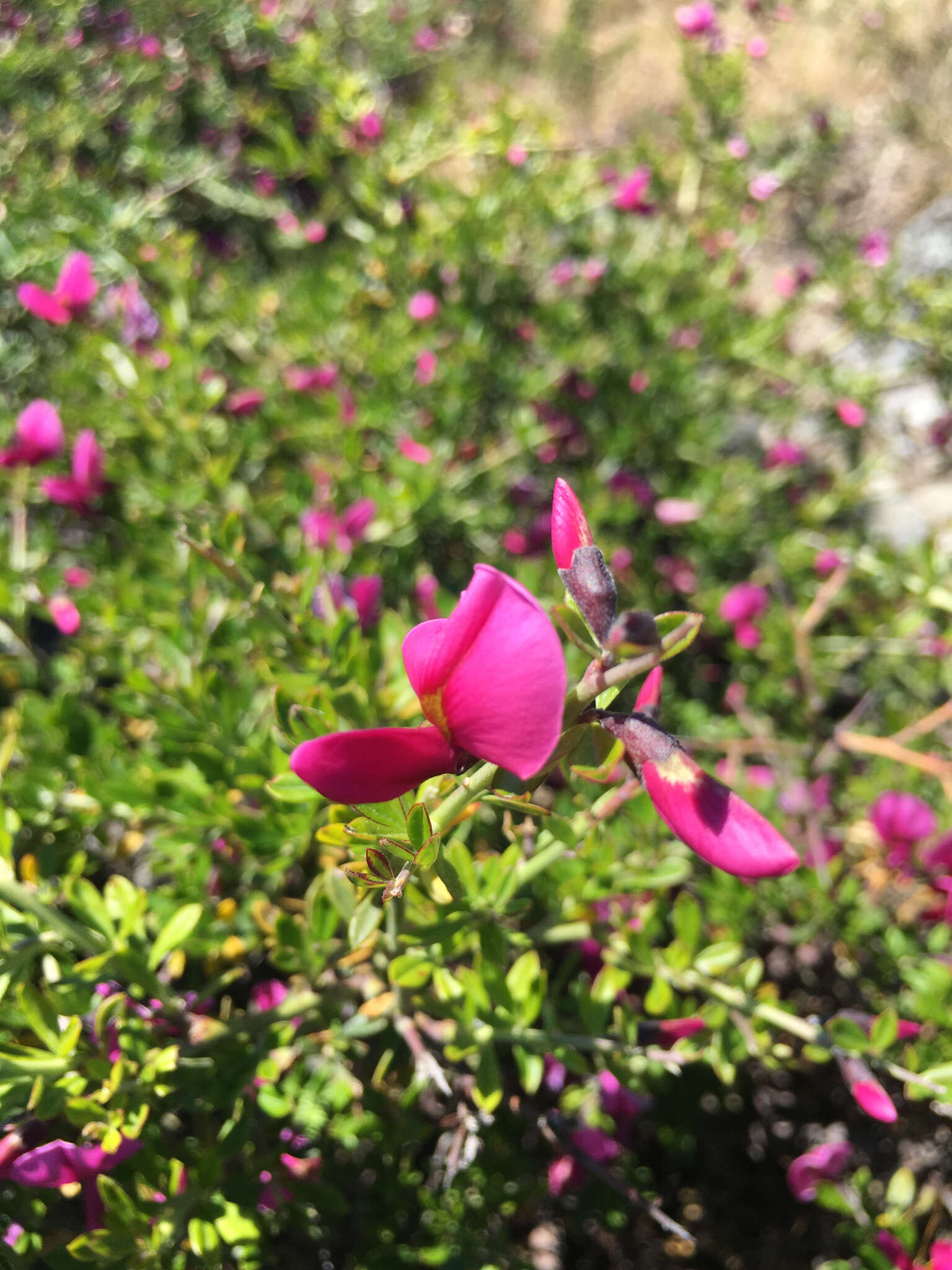 Image of chaparral pea