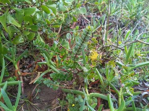 Image of Dune myrtle