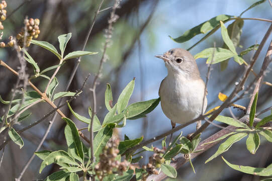 Sivun Curruca cantillans (Pallas 1764) kuva