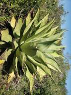 Image of Agave scaposa Gentry