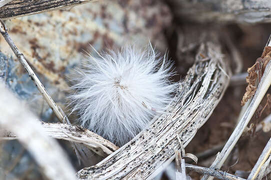 Image of Echinocereus canus