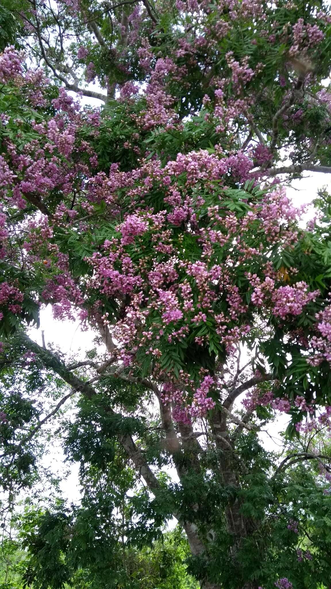 Слика од Lonchocarpus castilloi Standl.