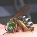 Agapostemon coloradinus (Vachal 1903)的圖片