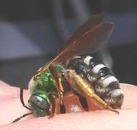 Image of Colorado Agapostemon