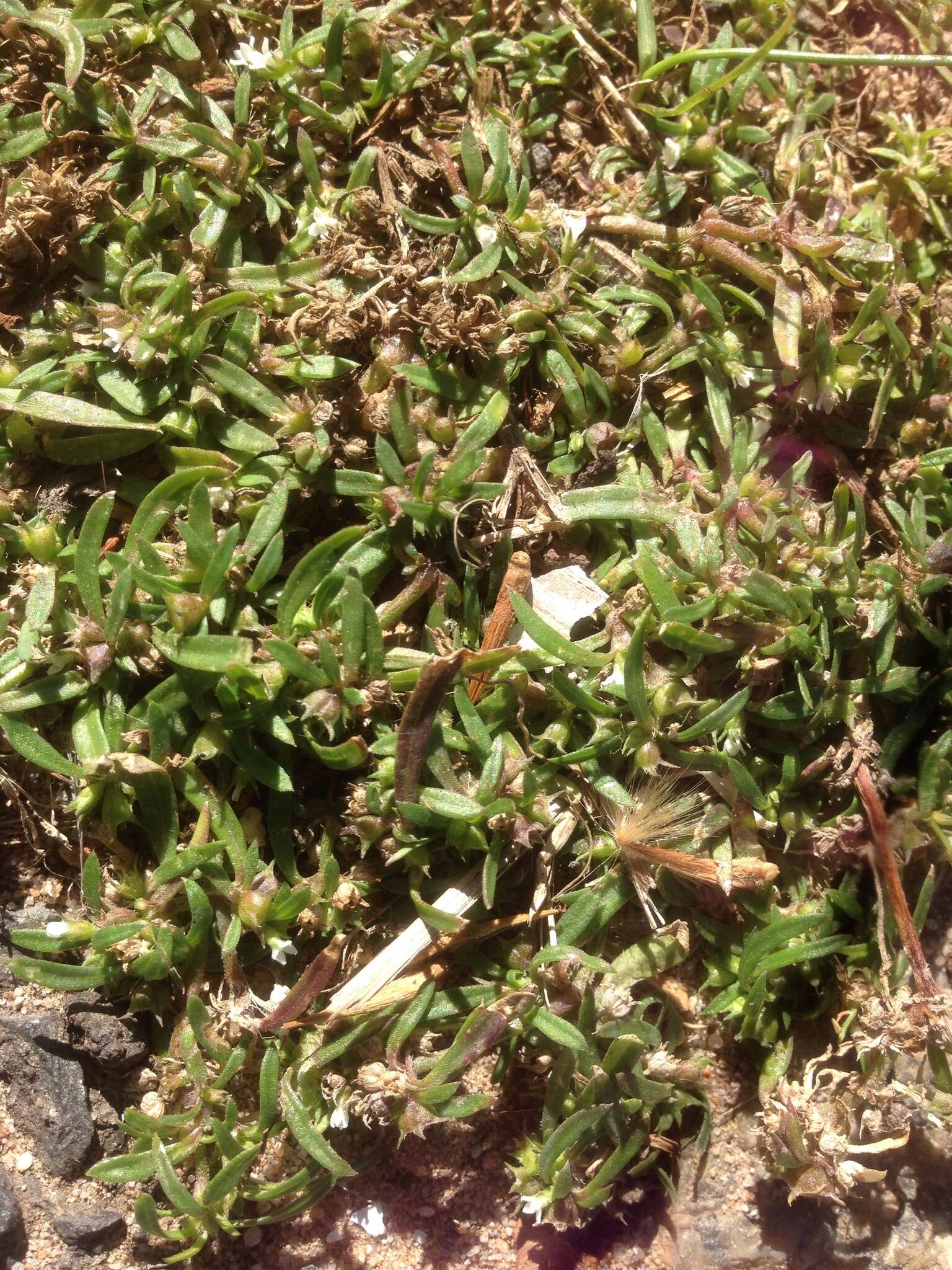 Oldenlandia capensis var. capensis resmi