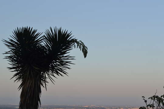 Image of Palma China yucca