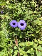 Image of Spotless Violet Torenia