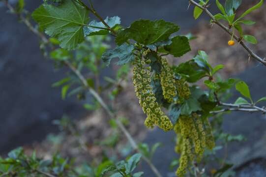 Image of Ribes punctatum Ruiz & Pav.