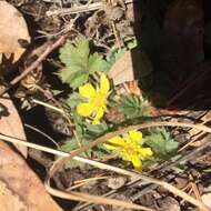 Image of Navajo cinquefoil