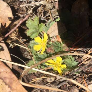 Image of Navajo cinquefoil