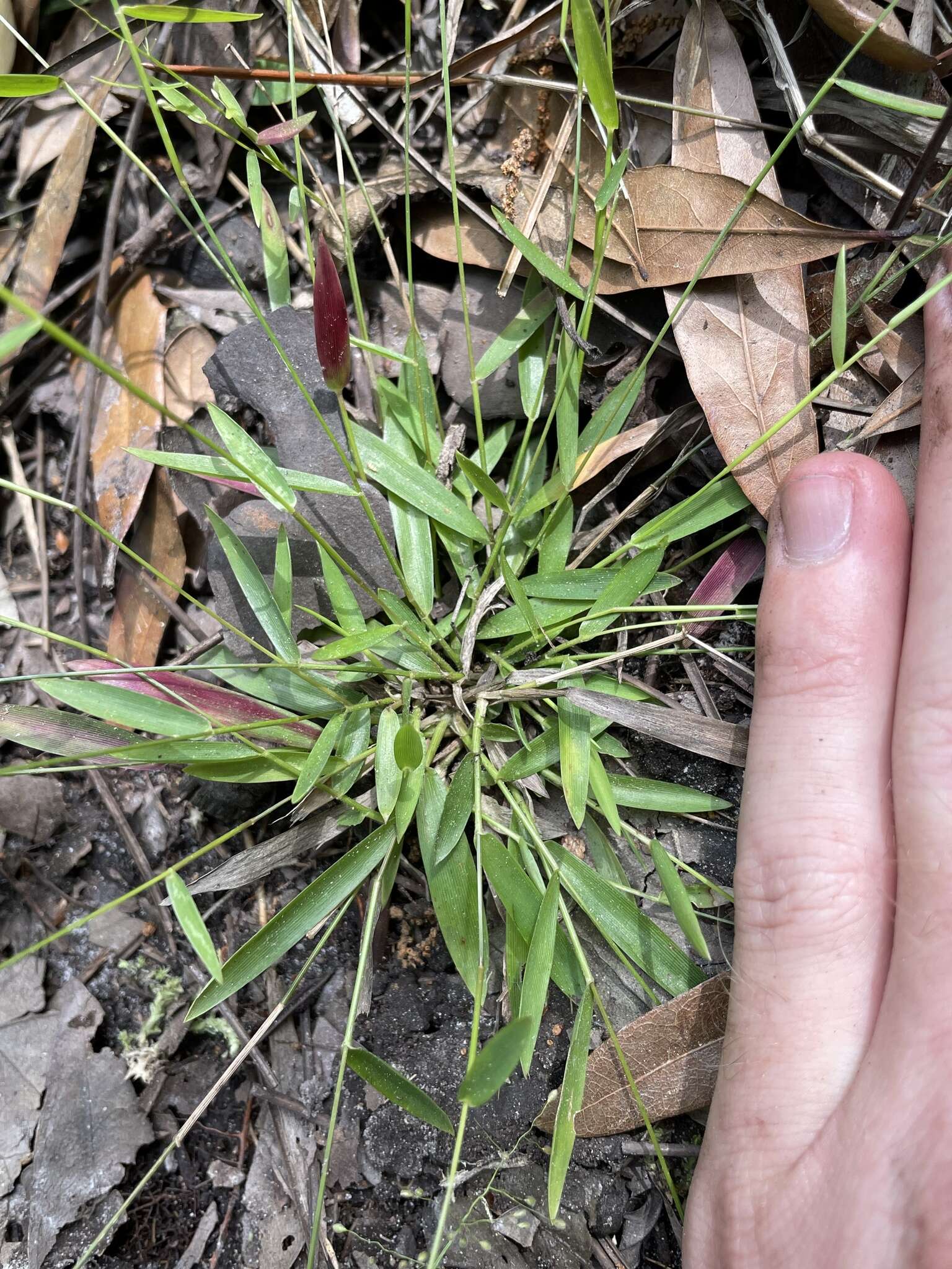 Panicum ensifolium Baldwin ex Elliott resmi