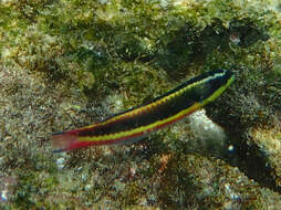 Image of Cortez Rainbow Wrasse