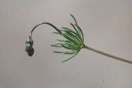 Image of Morison's spurry