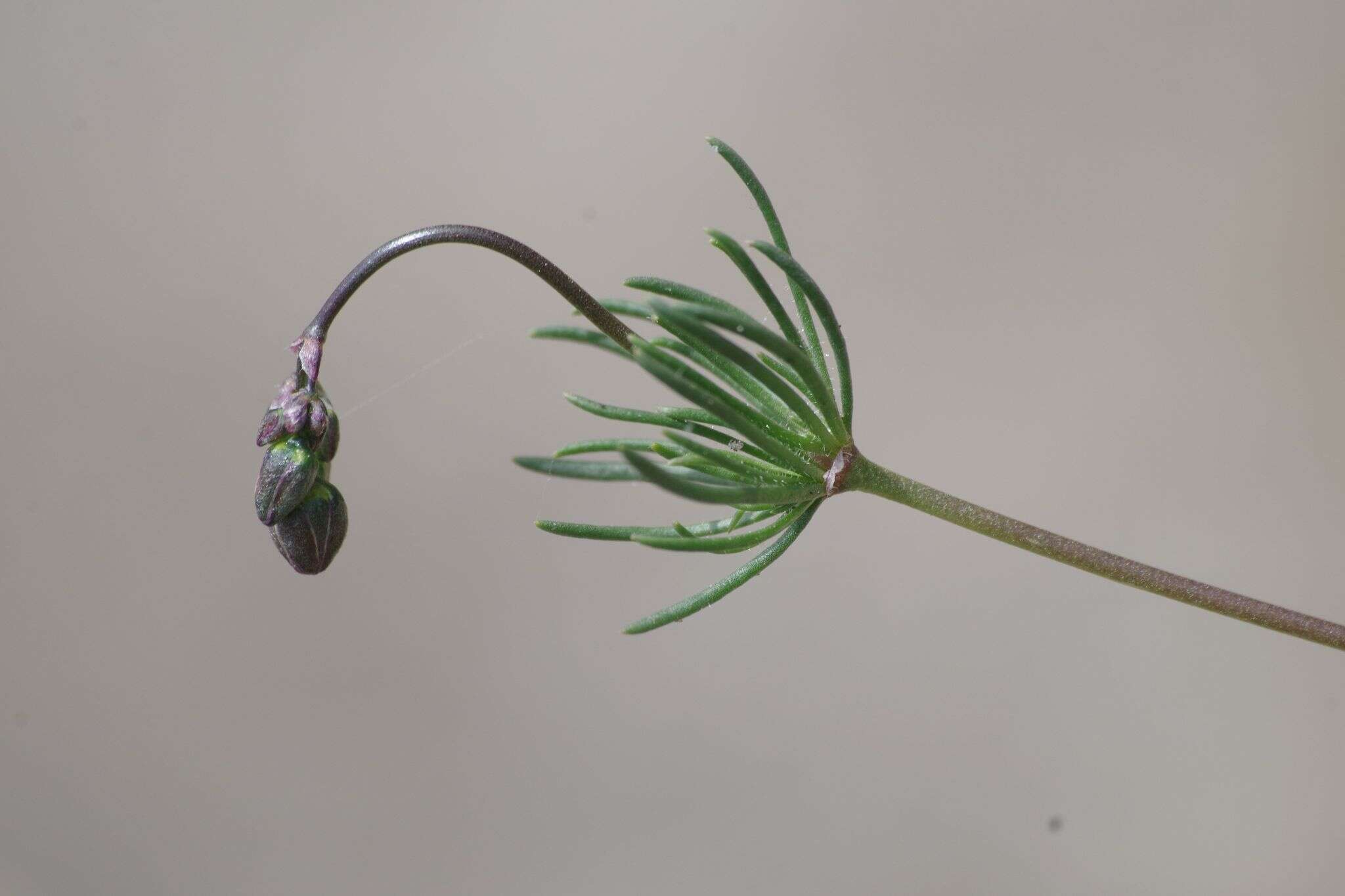 Image of Morison's spurry
