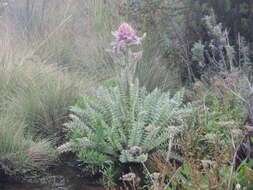 Слика од Carduus keniensis R. E. Fr.