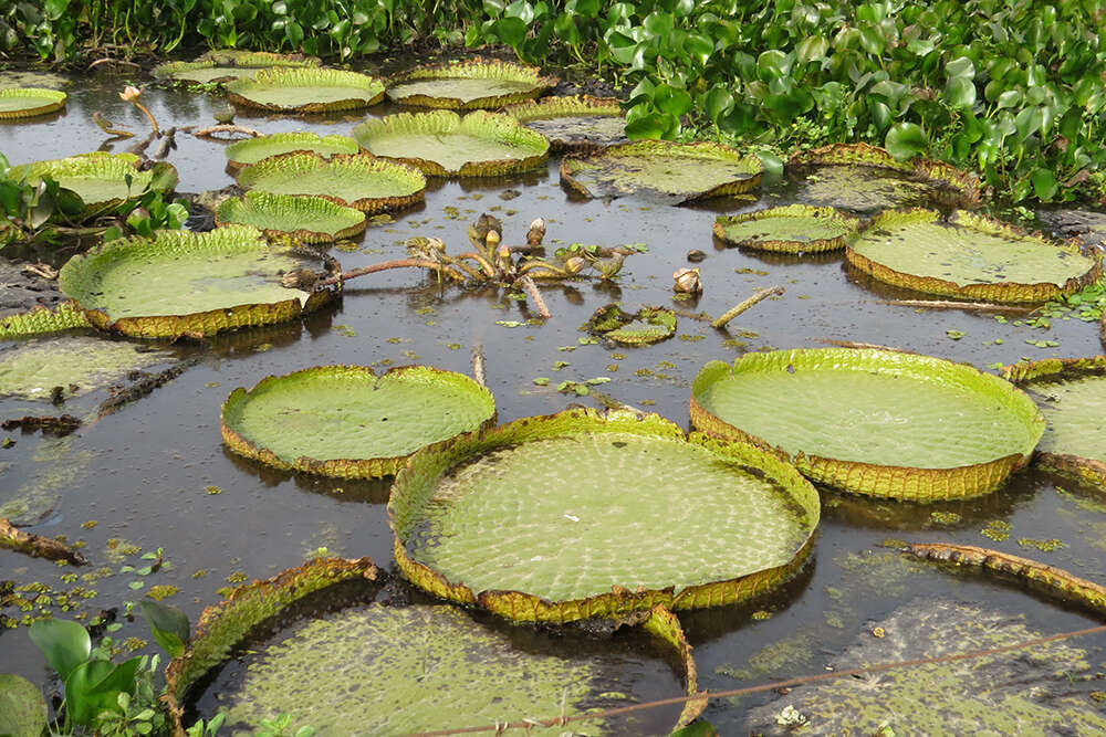 Image of Santa Cruz water-lily