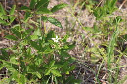 Слика од Rubus pensilvanicus Poir.