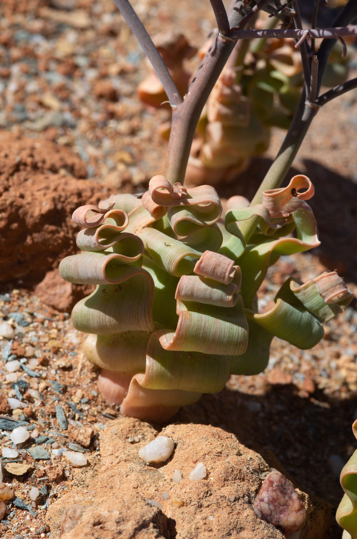 Image of Trachyandra tortilis (Baker) Oberm.