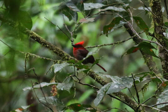 Image of Crested Ant Tanager