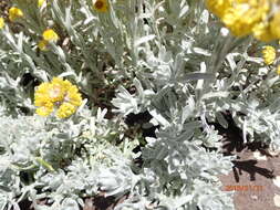 Image de Helichrysum trilineatum DC.