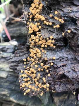 Image of Metatrichia floriformis