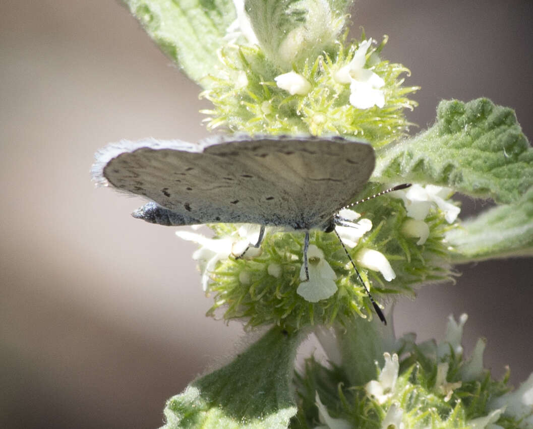 Image of Celastrina echo cinerea (W. H. Edwards 1883)