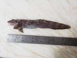 Image of Arctic eelpout