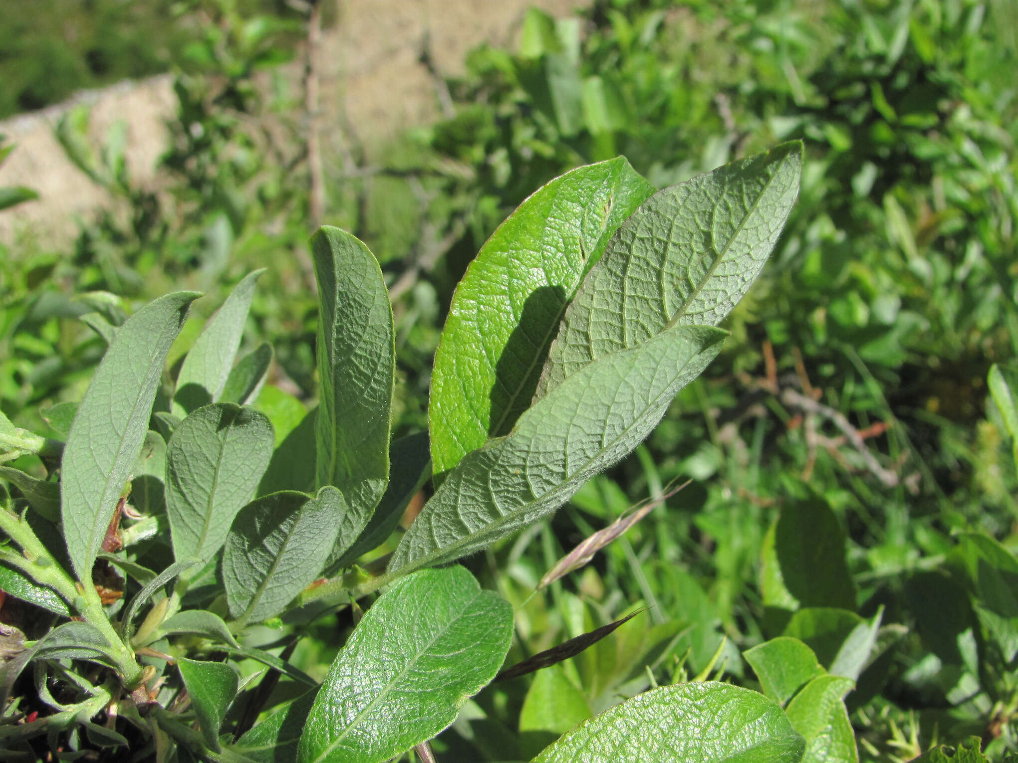 Image of Salix pseudodepressa A. Skvorts.