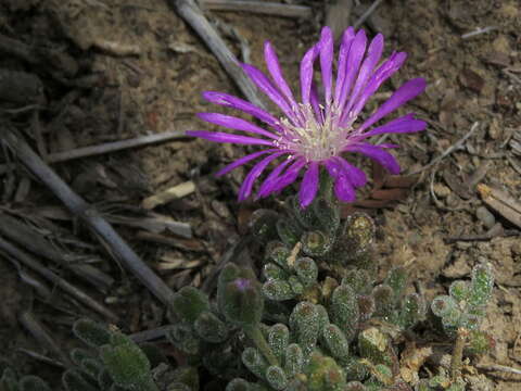 Imagem de Drosanthemum hispidum (L.) Schwant.