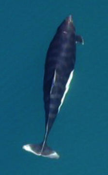 Image of Dall's Porpoise