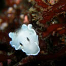 Image of Glossodoris misakinosibogae Baba 1988