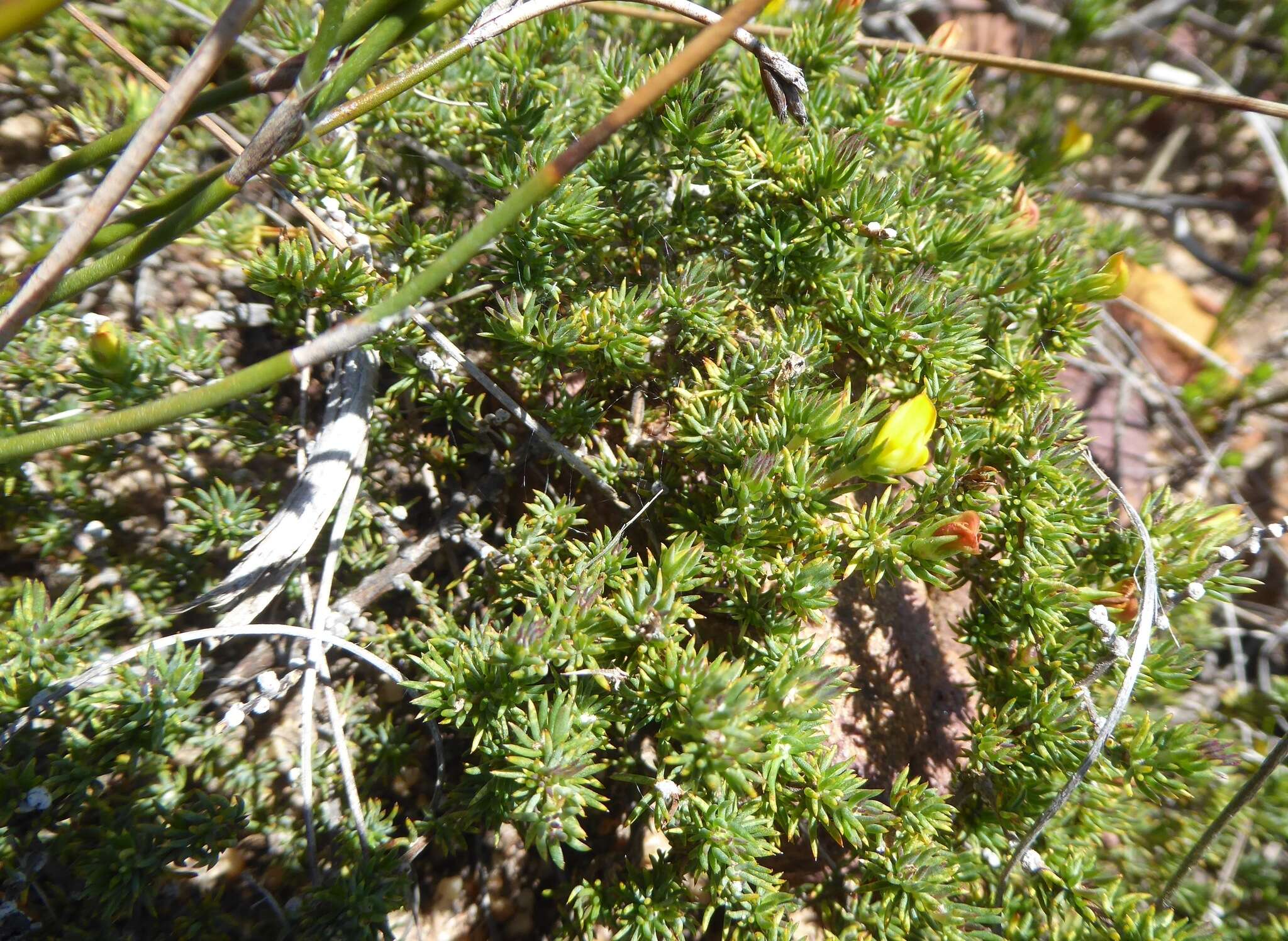 Слика од Aspalathus juniperina subsp. juniperina