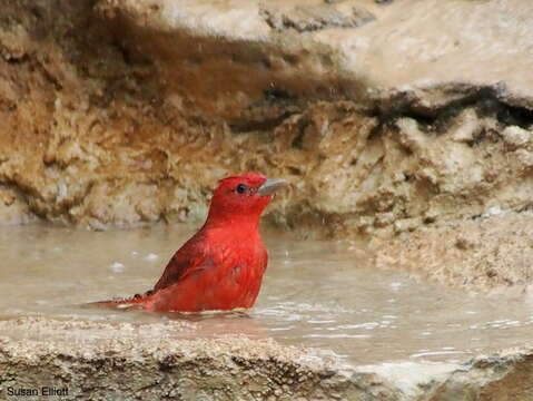 Imagem de Sanhaçu-vermelho