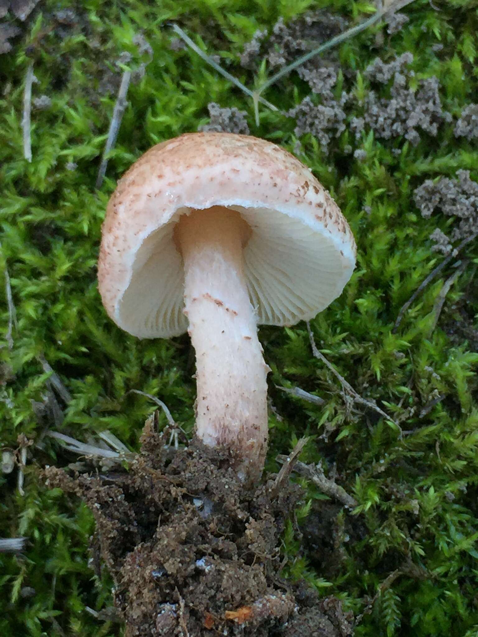 Image of Lepiota subincarnata J. E. Lange 1940