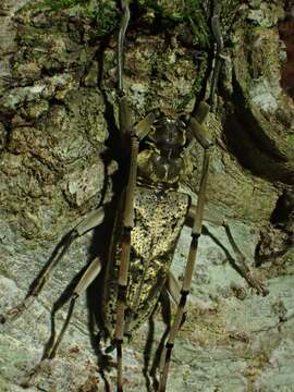 Image of Acalolepta antenor (Newman 1842)