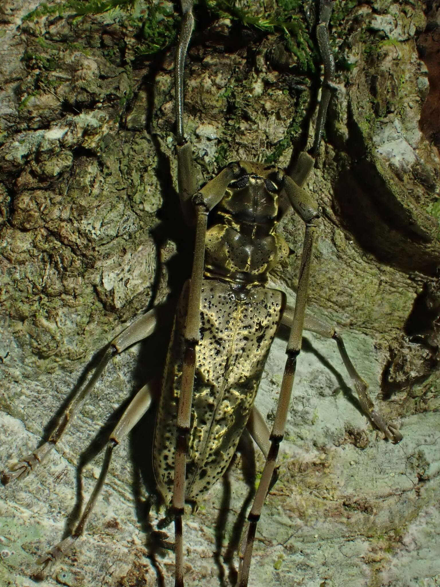 Image of Acalolepta antenor (Newman 1842)