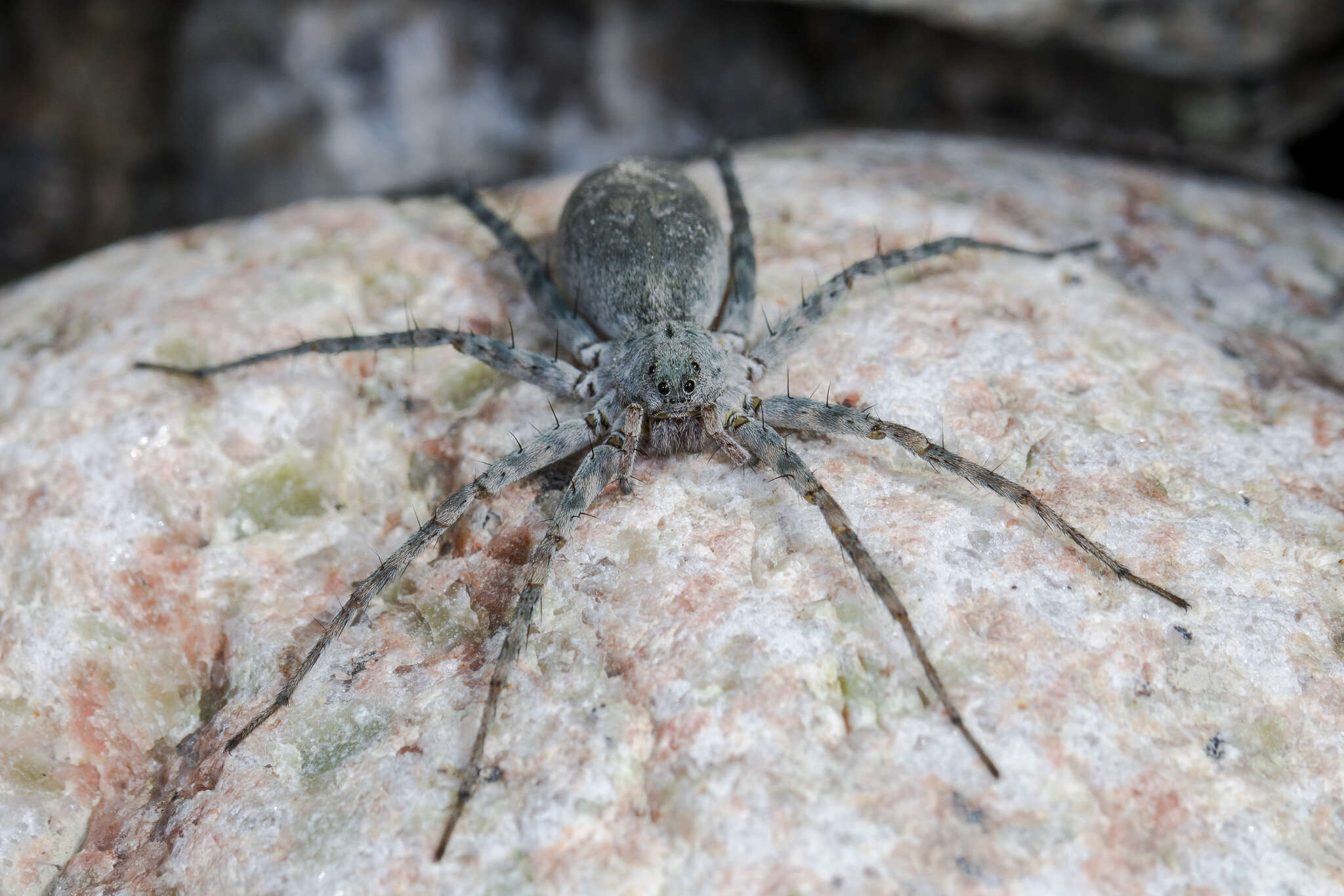 Imagem de Pardosa falcata Schenkel 1963