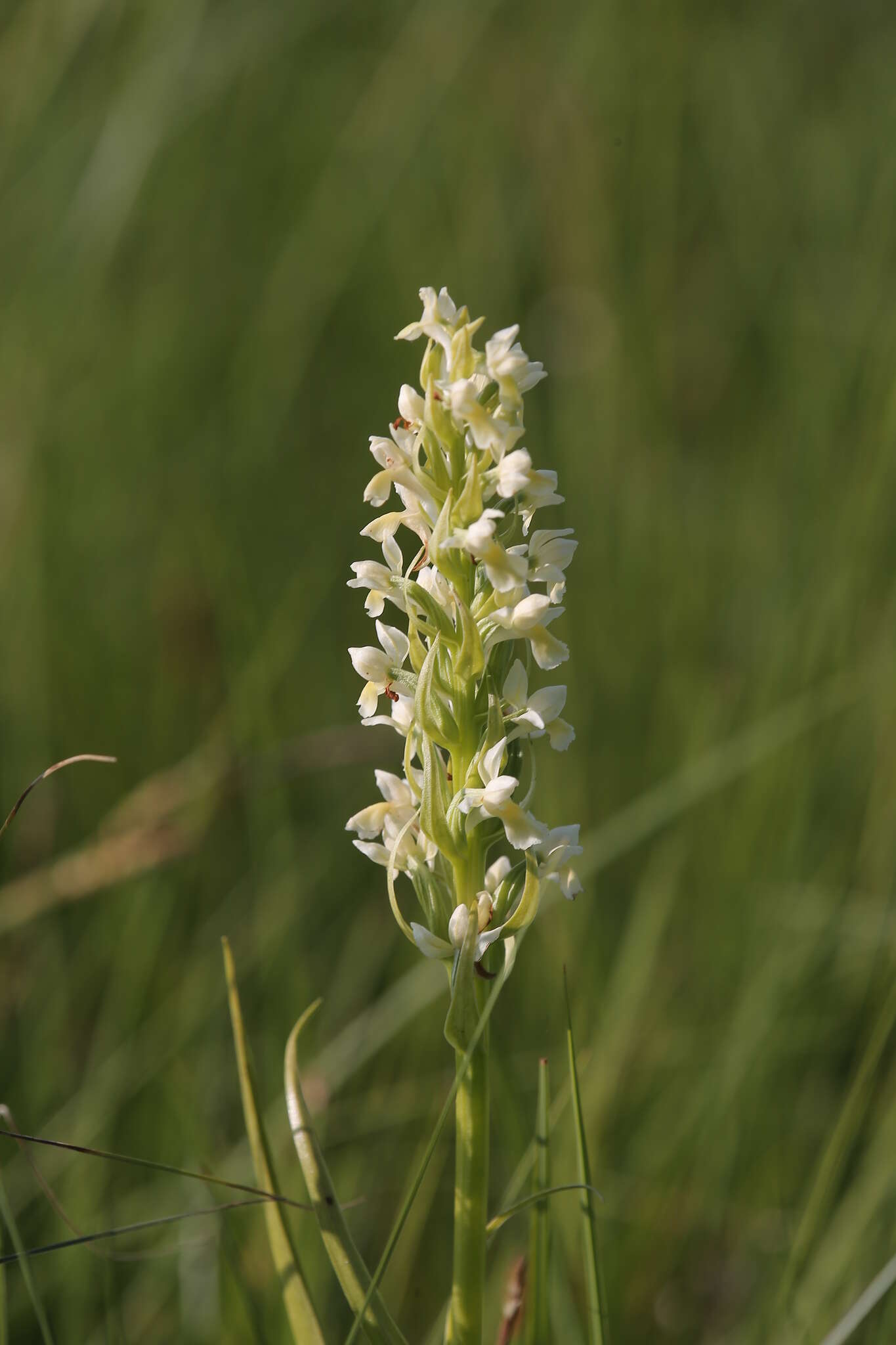 Dactylorhiza incarnata subsp. ochroleuca (Wüstnei ex Boll) P. F. Hunt & Summerh. resmi