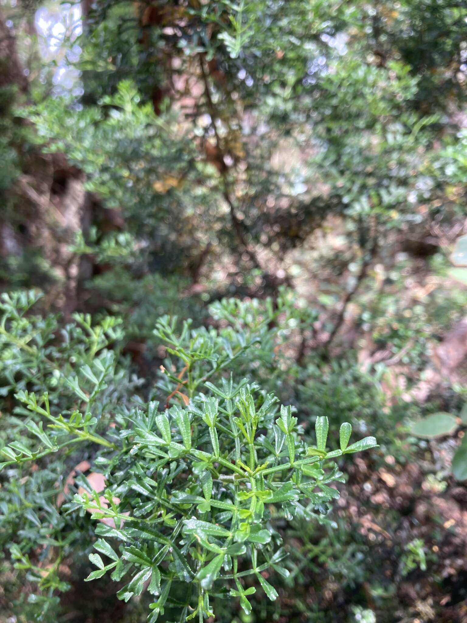 Image de Cyanothamnus anemonifolius subsp. variabilis