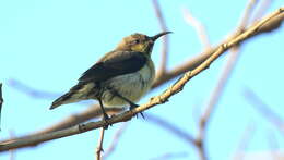 Слика од Cinnyris asiaticus (Latham 1790)