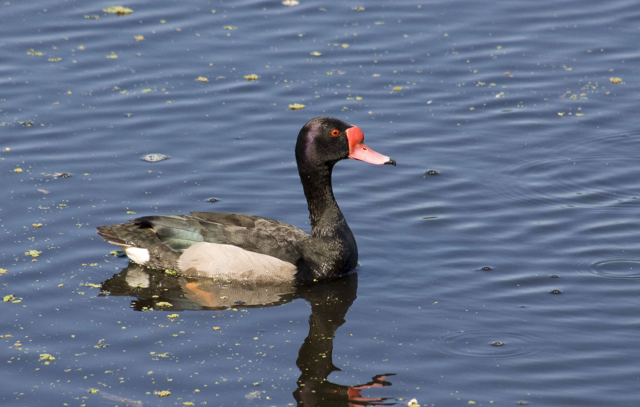 Image of Rosy-billed Pochard