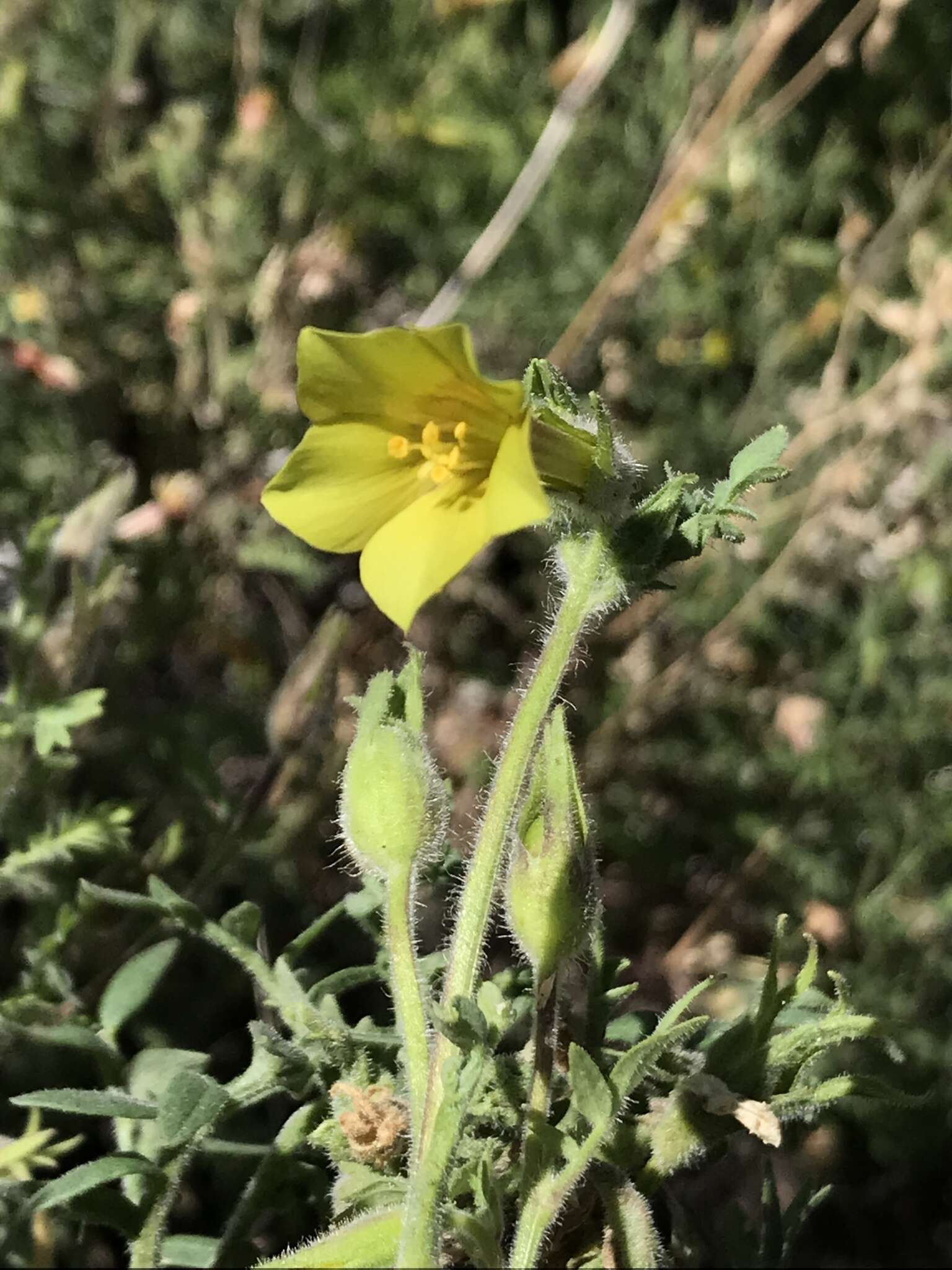 Image of fewflower Jacob's-ladder