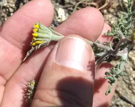 Image of Chaenactis glabriuscula var. glabriuscula