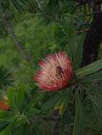 Imagem de Trichostetha fascicularis prunipennis Burmeister 1842