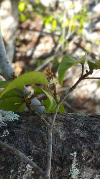 Image of Croton danguyanus Leandri