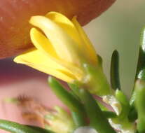 Image of Aspalathus lactea subsp. adelphea R. Dahlgren